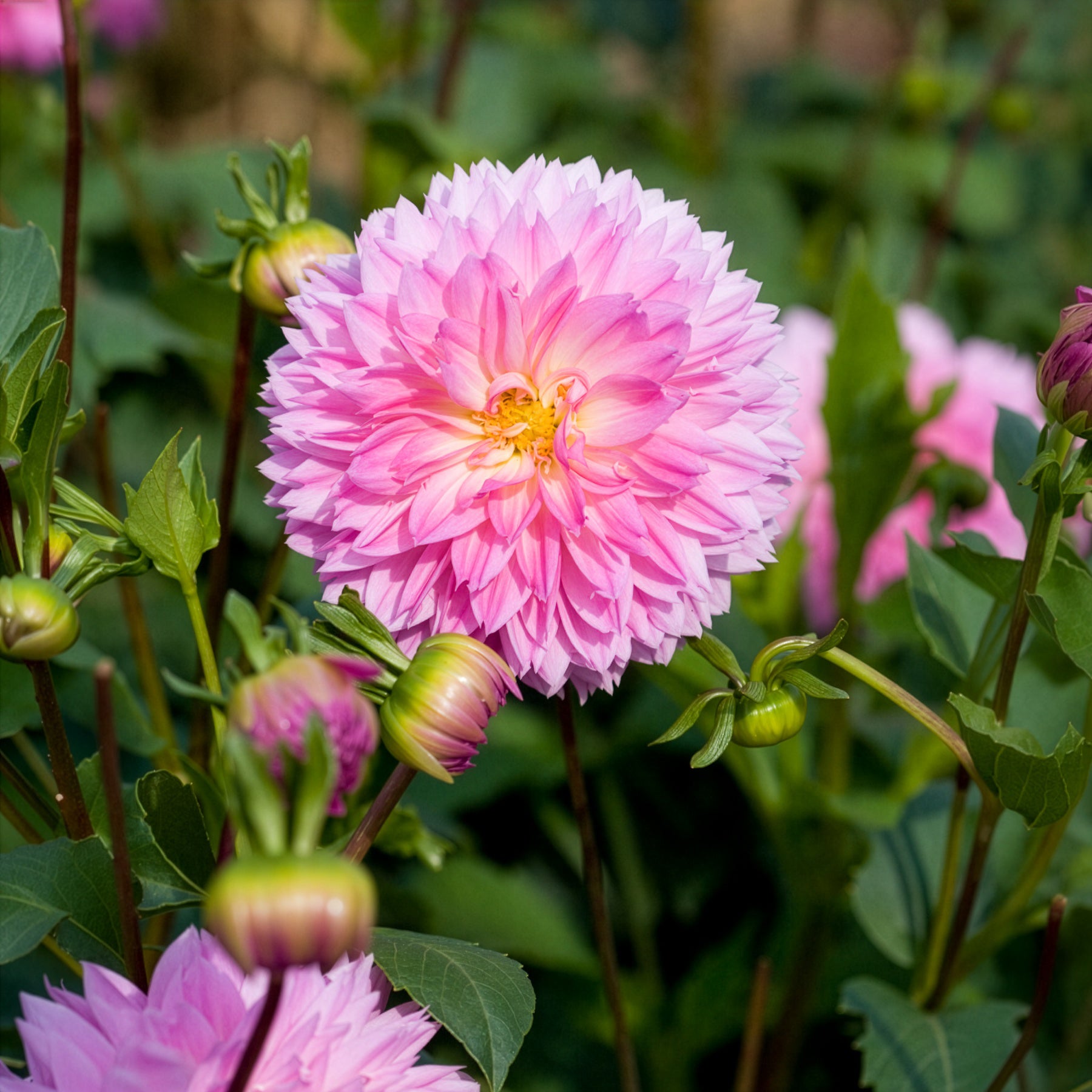 Dahlia sakura fubuki - Dahlien Sakura Fubuki rosa (x3) - Dahlien-Zwiebeln