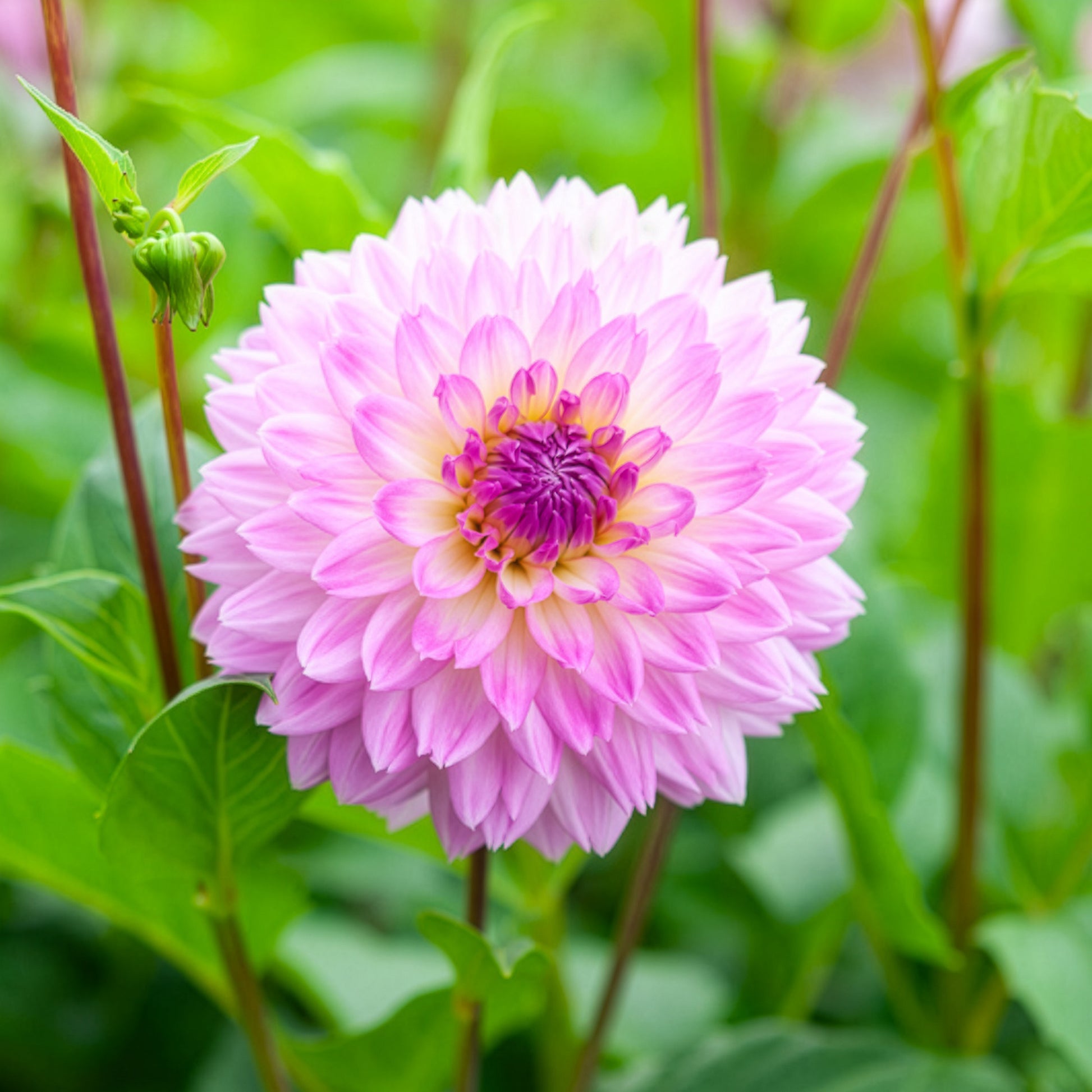 Dahlien Sakura Fubuki rosa (x3) - Dahlia sakura fubuki - Bakker