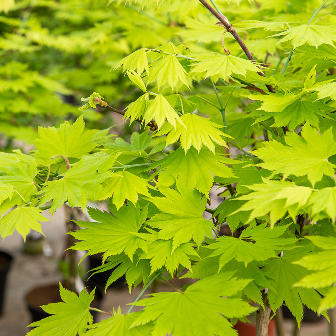 Verkauf Gold-Ahorn ‘Aureum’ - Acer shirasawanum aureum