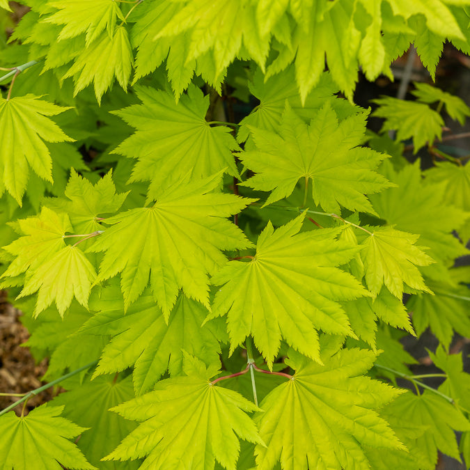 Japanischer Ahorn - Gold-Ahorn ‘Aureum’ - Acer shirasawanum aureum