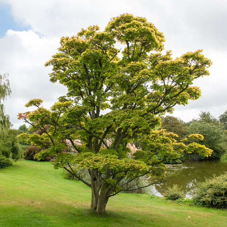 Gold-Ahorn ‘Aureum’ - Acer shirasawanum aureum - Bakker