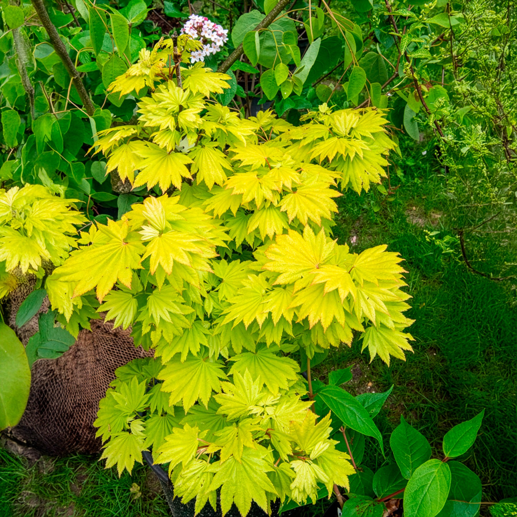 Gold-Ahorn ‘Aureum’ - Bakker