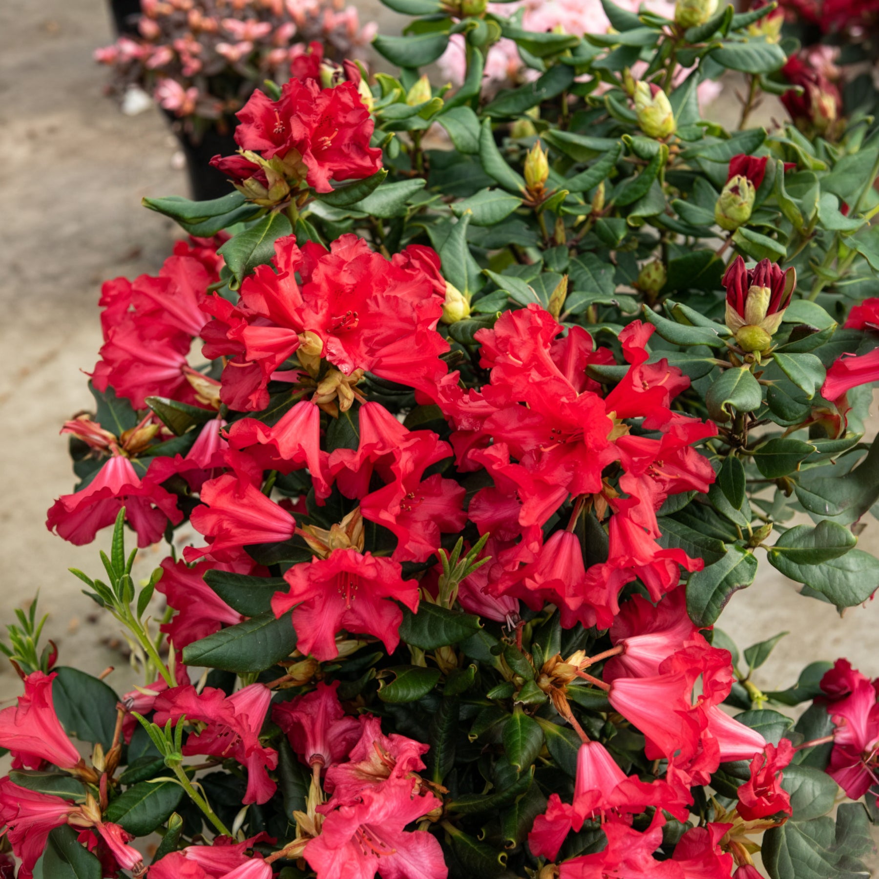 Zwerg Alpenrose Baden-Baden - Rhododendron Baden Baden - Bakker