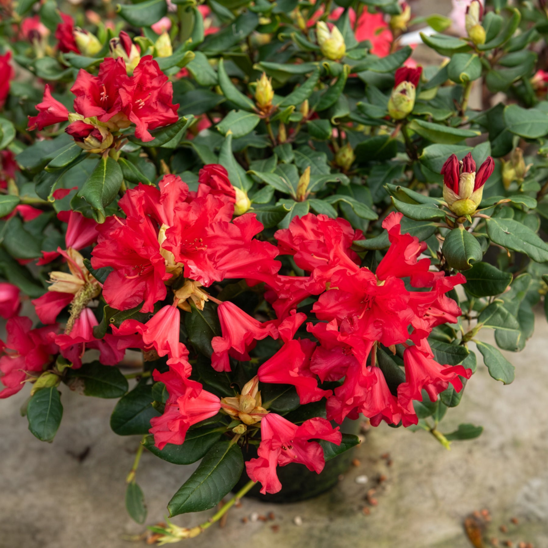 Verkauf Zwerg Alpenrose Baden-Baden - Rhododendron Baden Baden