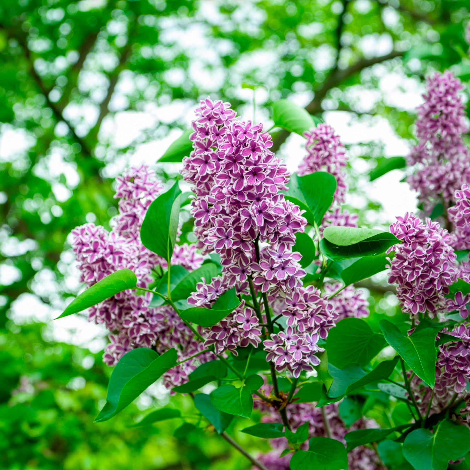 Syringa vulgaris sensation - Flieder Sensation - Flieder