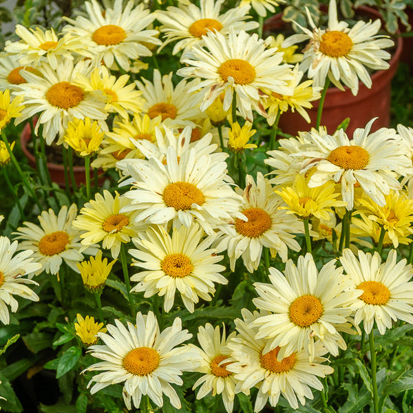 Leucanthemum superbum banana cream - Margeriten Banana Cream (x2) - Leucanthemum - Margerite