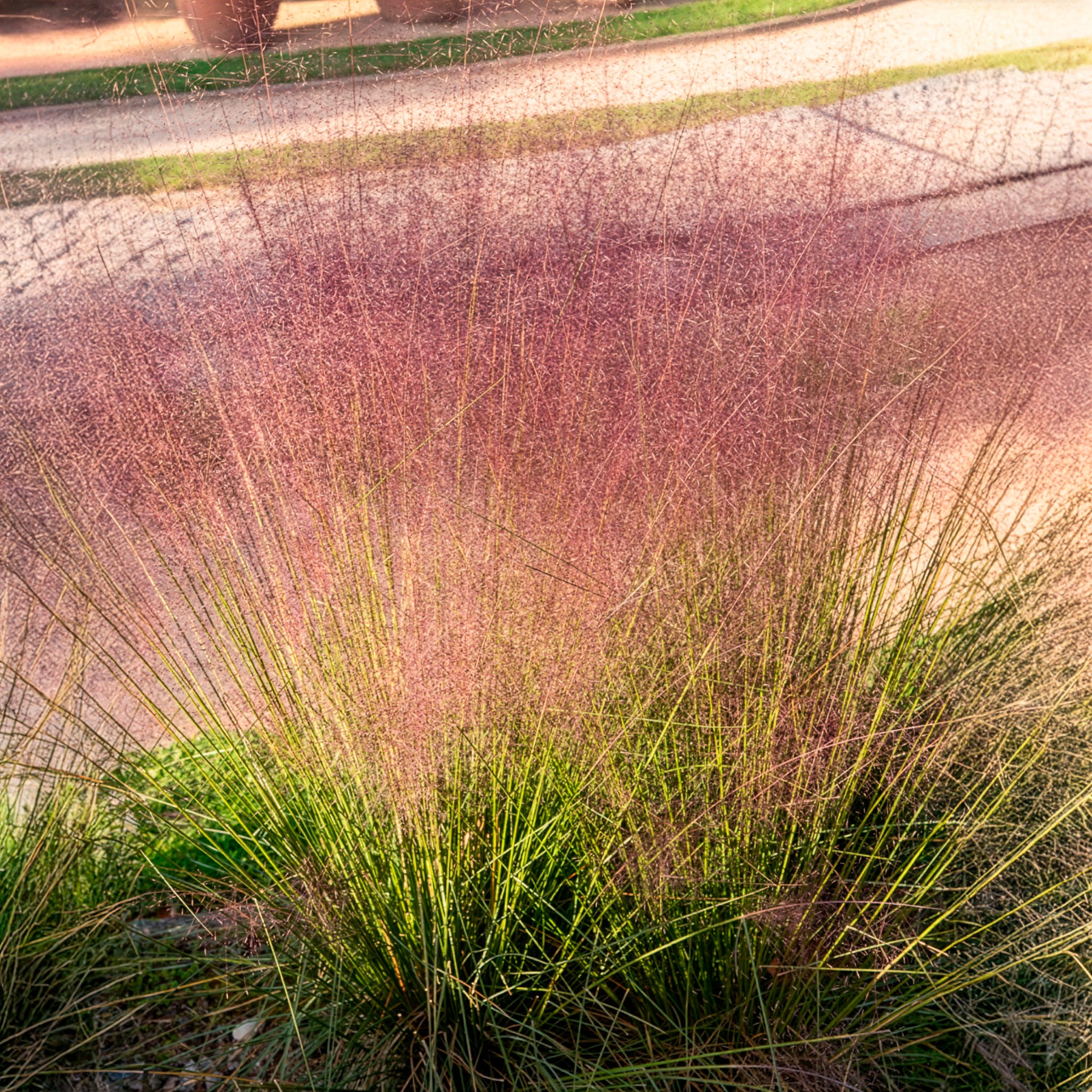 Verkauf Rosa Haargras (x2) - Muhlenbergia capillaris