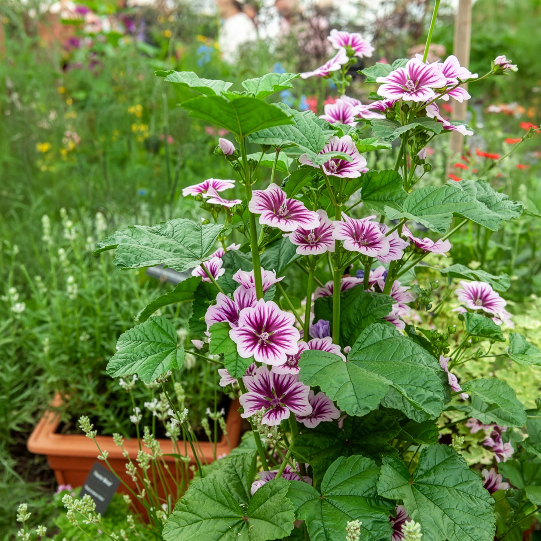 Malva sylvestris Zebrina - Wilde Malve Zebrina (x2) - Malven  