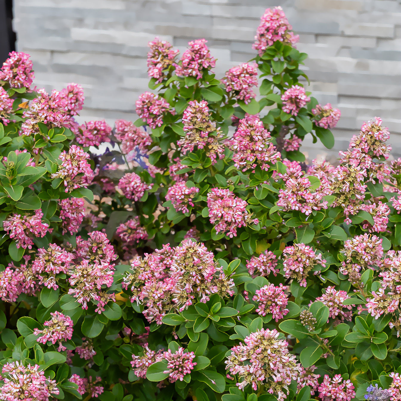Andenstrauch Pink Elle - Escallonia laevis Pink Elle - Bakker