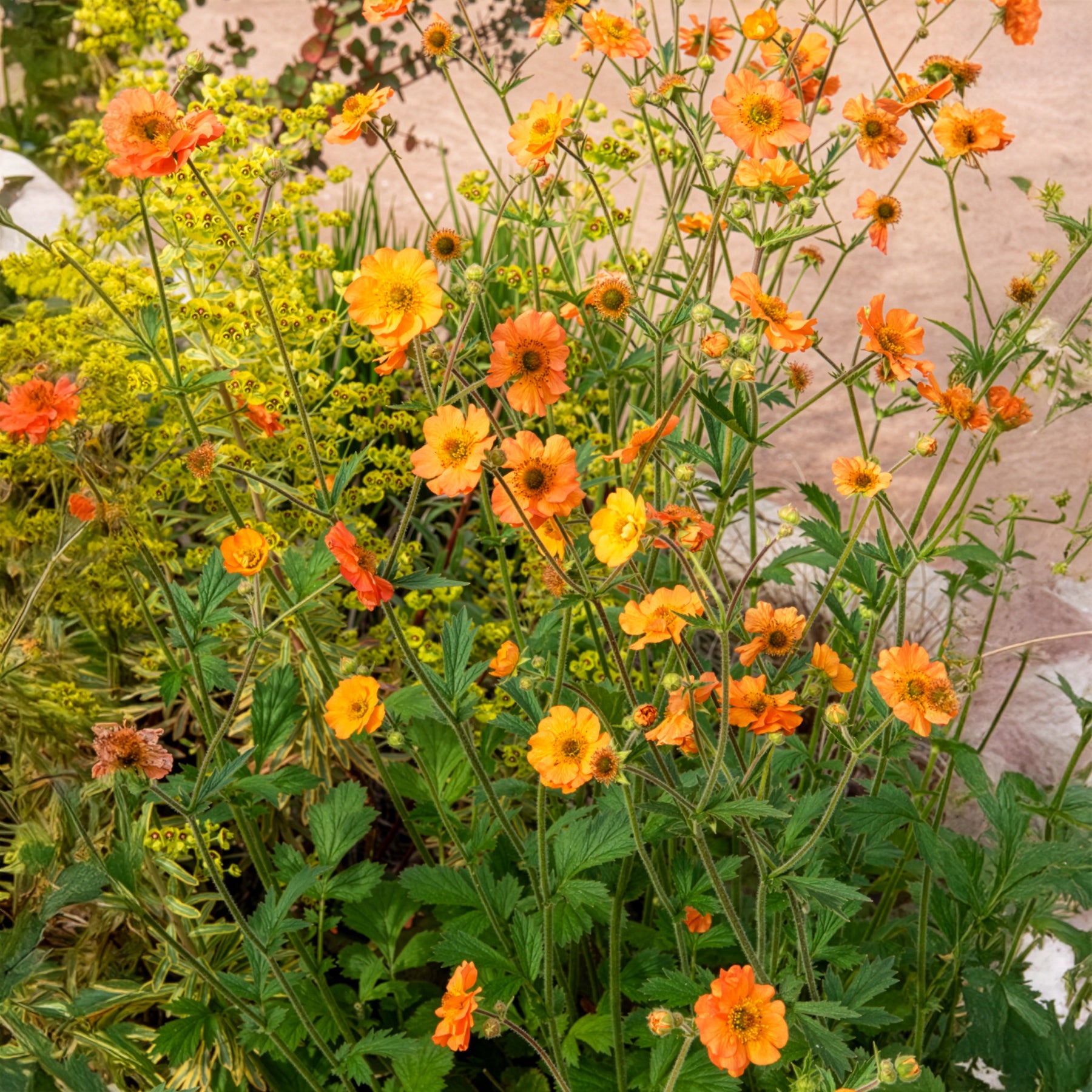 Verkauf Nelkenwurz ‘Totally Tangerine’ - Nelkenwurz