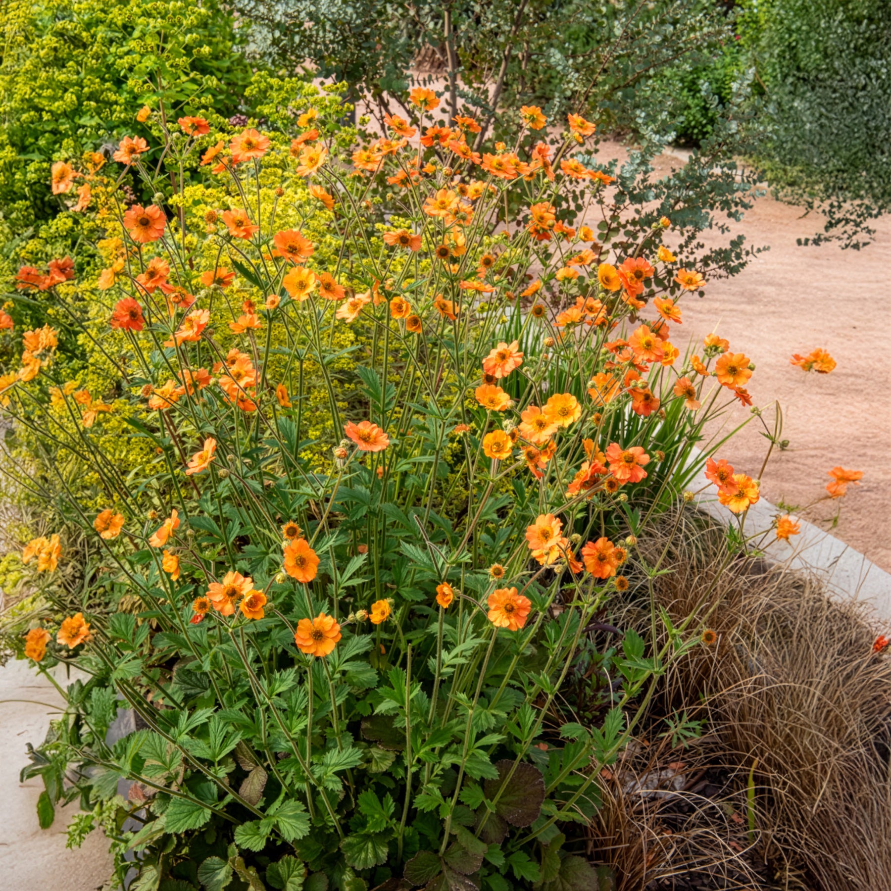 Verkauf Nelkenwurz - Nelkenwurz ‘Totally Tangerine’