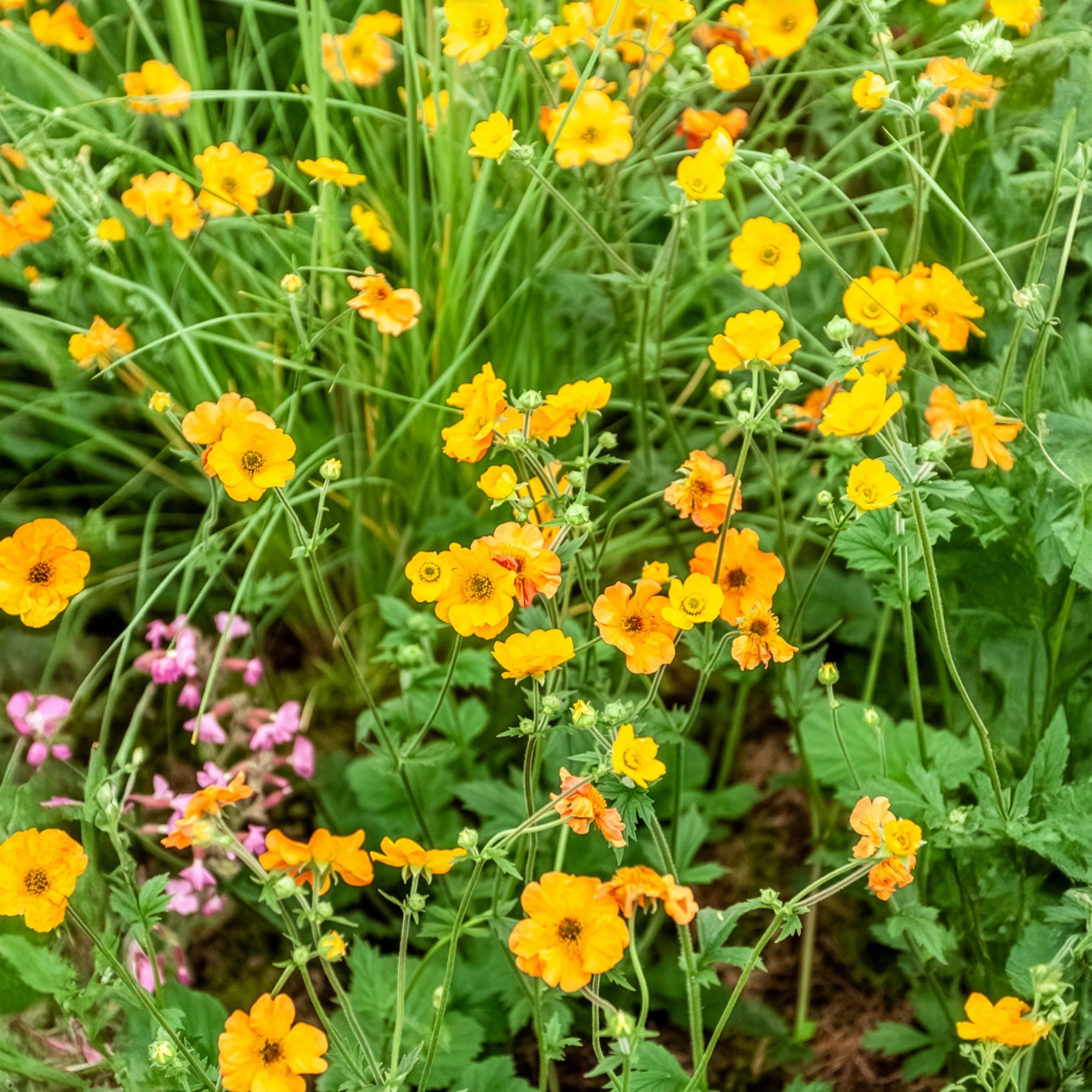 Verkauf Geum Totally Tangerine - Nelkenwurz ‘Totally Tangerine’