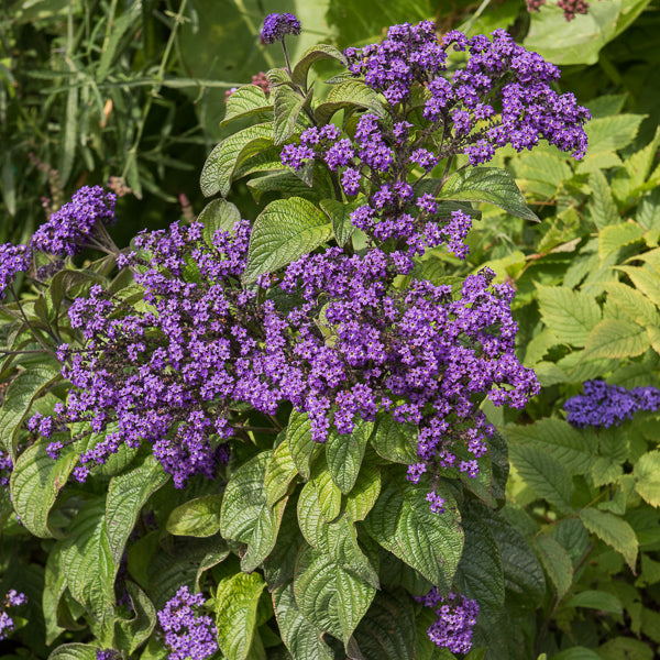Heliotropium peruvianum - Vanilleblume (x3) - Balkonblumen