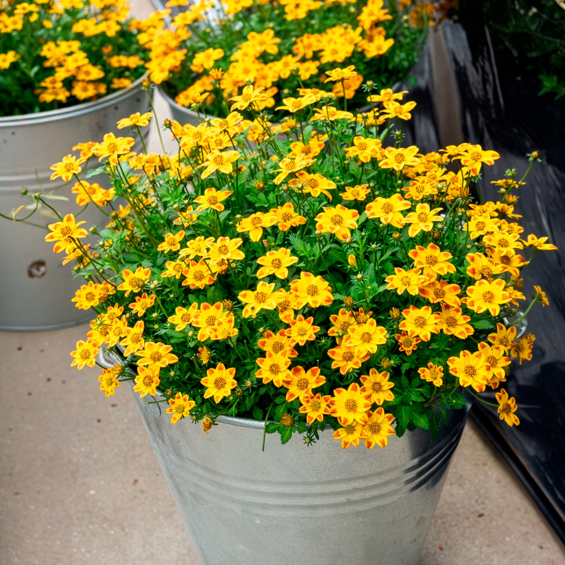 Bidens ‘Beedance Painted Yellow’ (x3) - Bidens ferulifolia Beedance Painted Yellow - Bakker