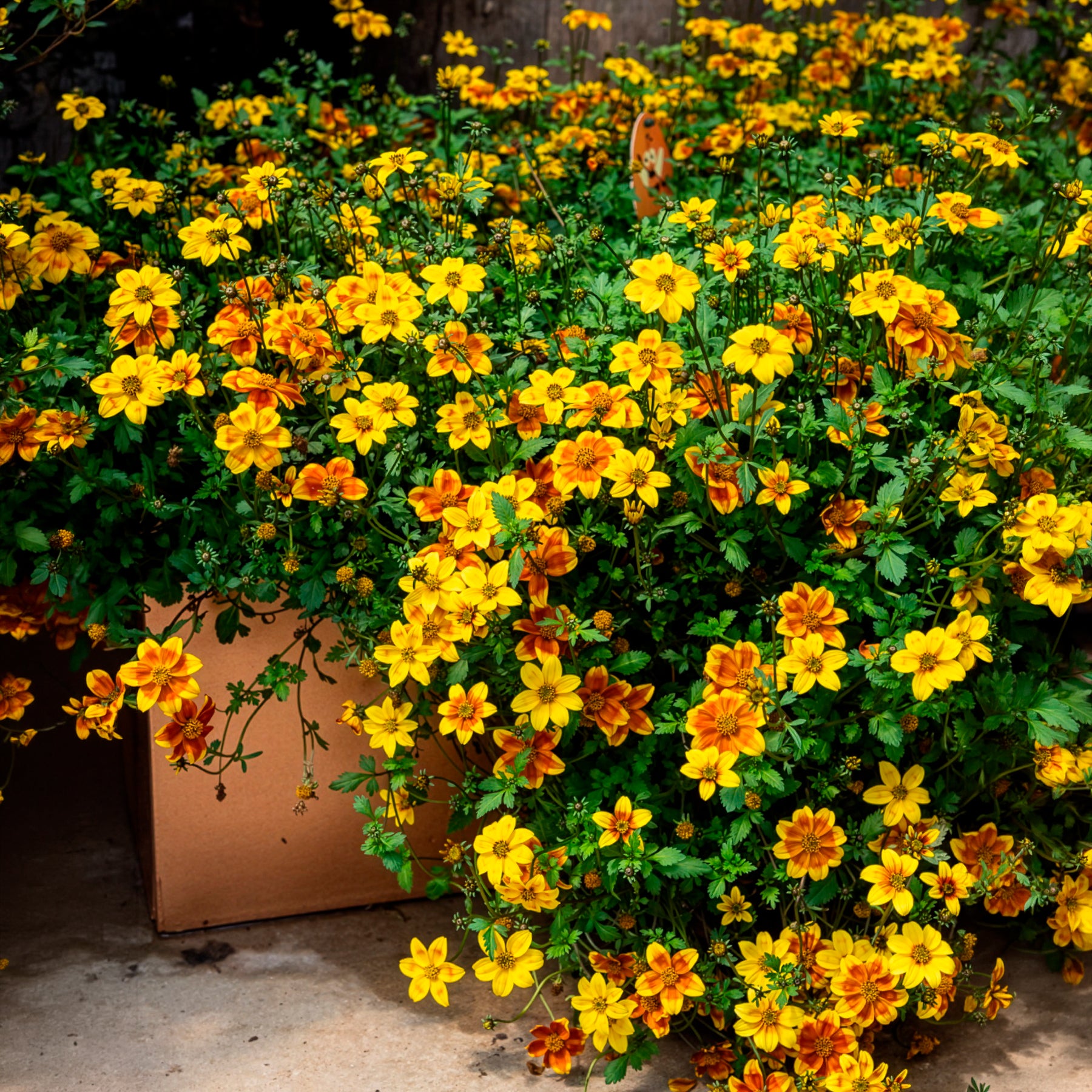 Bidens ferulifolia Beedance Painted Yellow - Bidens ‘Beedance Painted Yellow’ (x3) - Stauden