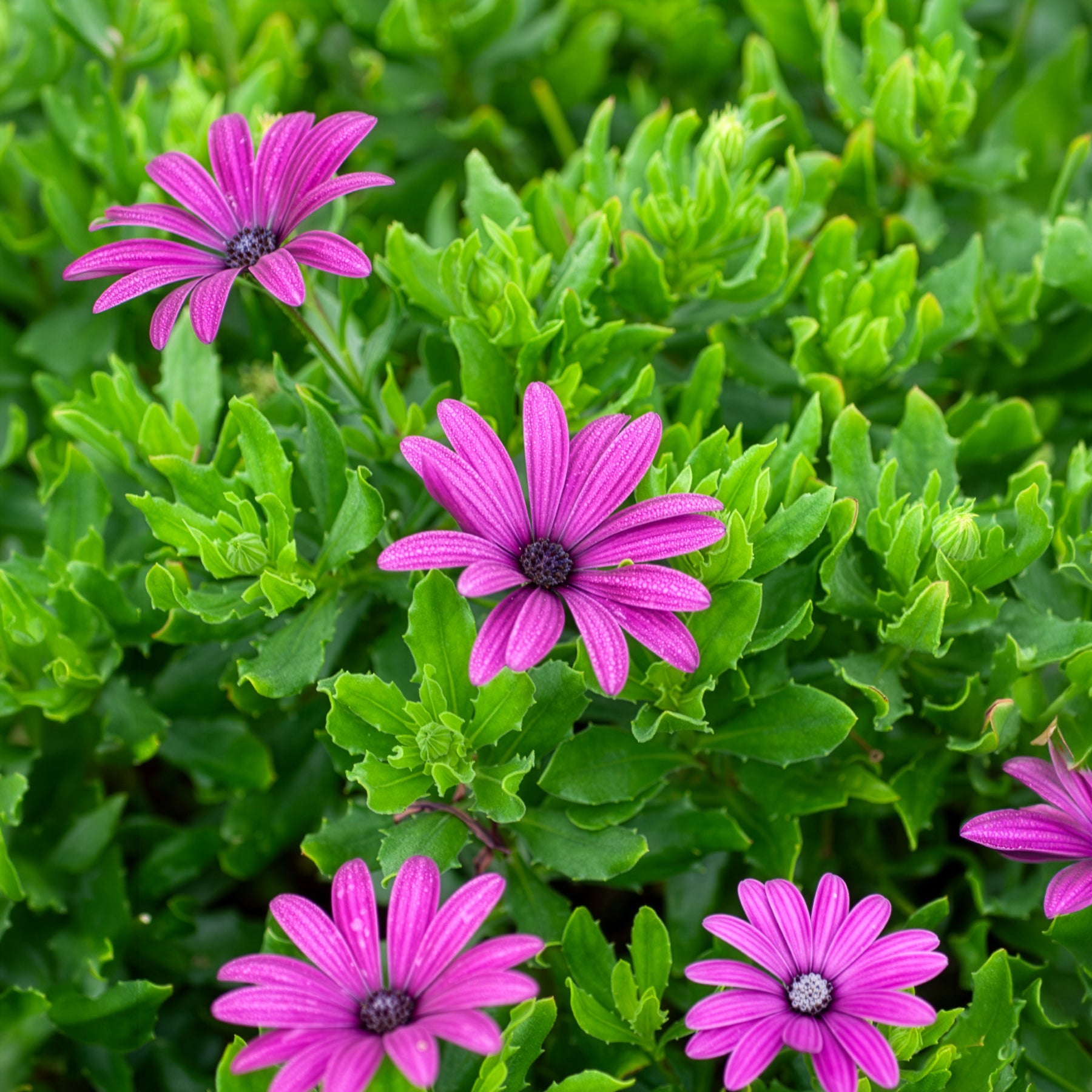 Verkauf Kapmargeriten Purpur (x3) - Osteospermum margarita purple