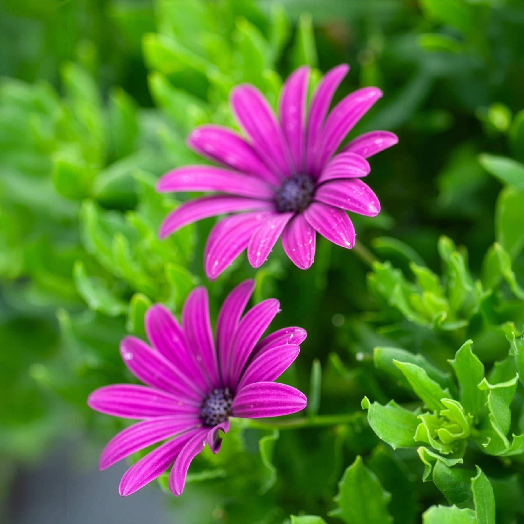 Kapmargeriten Purpur (x3) - Osteospermum margarita purple - Bakker