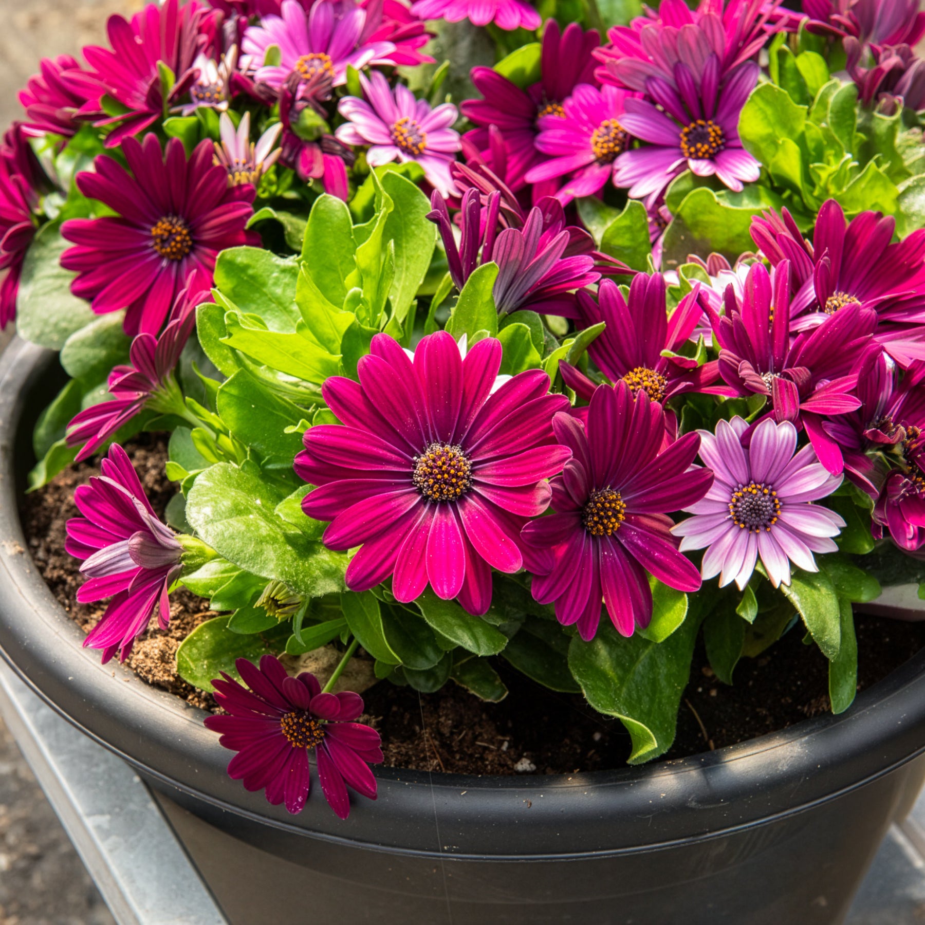 Terrassen- und Balkonpflanzen für Töpfe und Balkonkästen - Kapmargeriten Purpur (x3) - Osteospermum margarita purple
