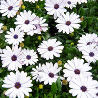Osteospermum margarita white - Kapmargerite Weiß (x3) - Terrassen- und Balkonpflanzen für Töpfe und Balkonkästen