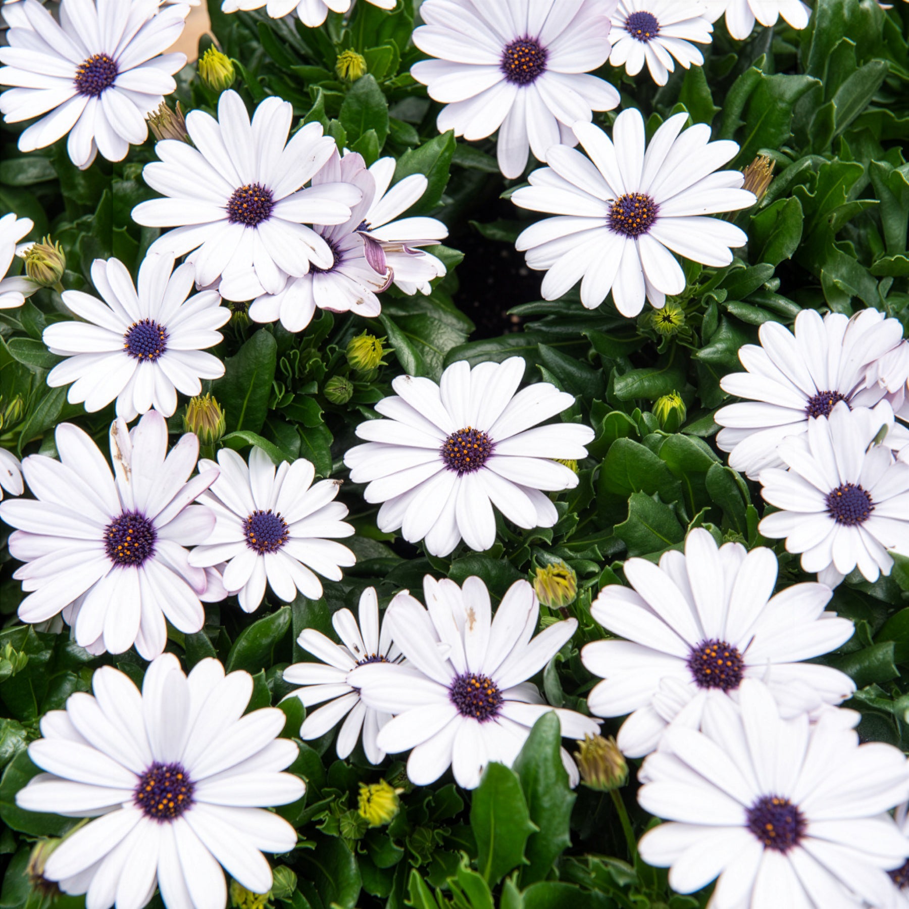 Osteospermum margarita white - Kapmargerite Weiß (x3) - Terrassen- und Balkonpflanzen für Töpfe und Balkonkästen