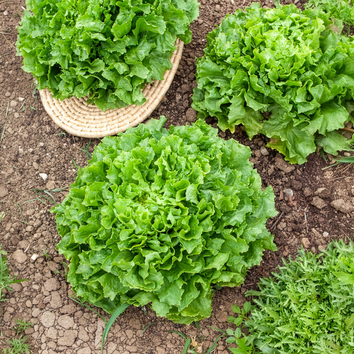 Endiviensalat Grosse gelockte Nuance Bio - Bakker