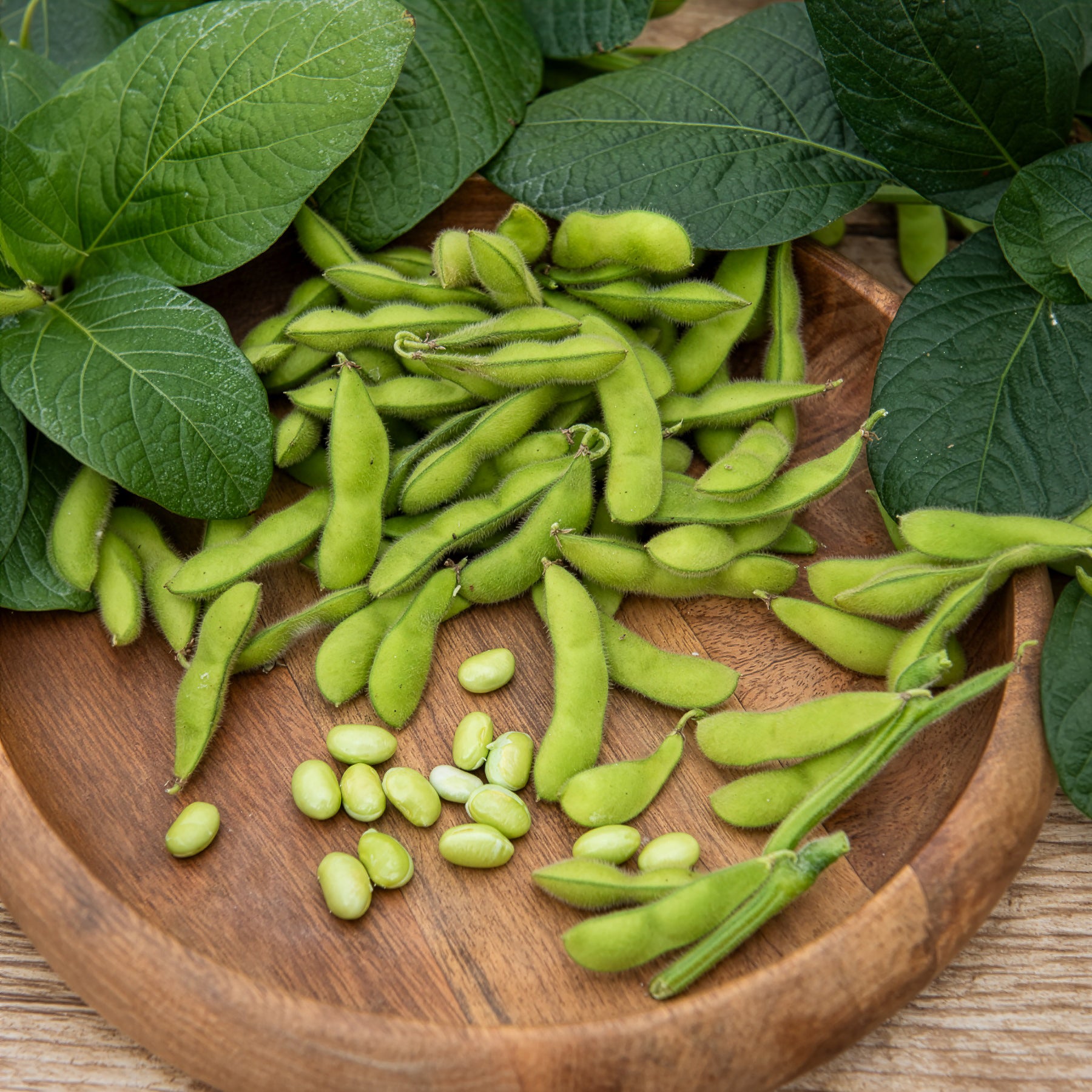 Glycine max - Sojabohne Fiskeby V Edamame - Samen für den Gemüsegarten