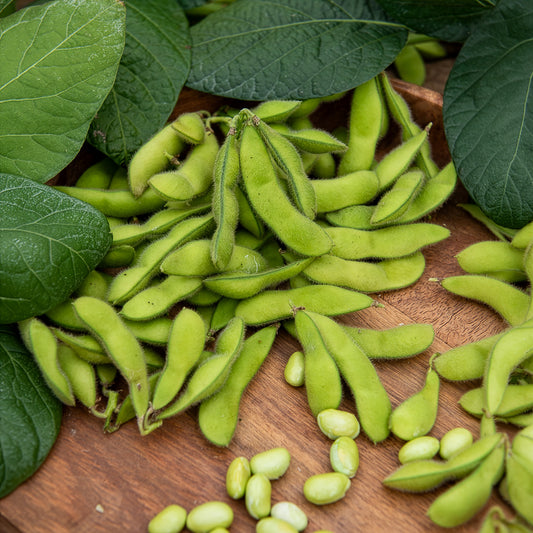 Sojabohne Fiskeby V Edamame - Bakker