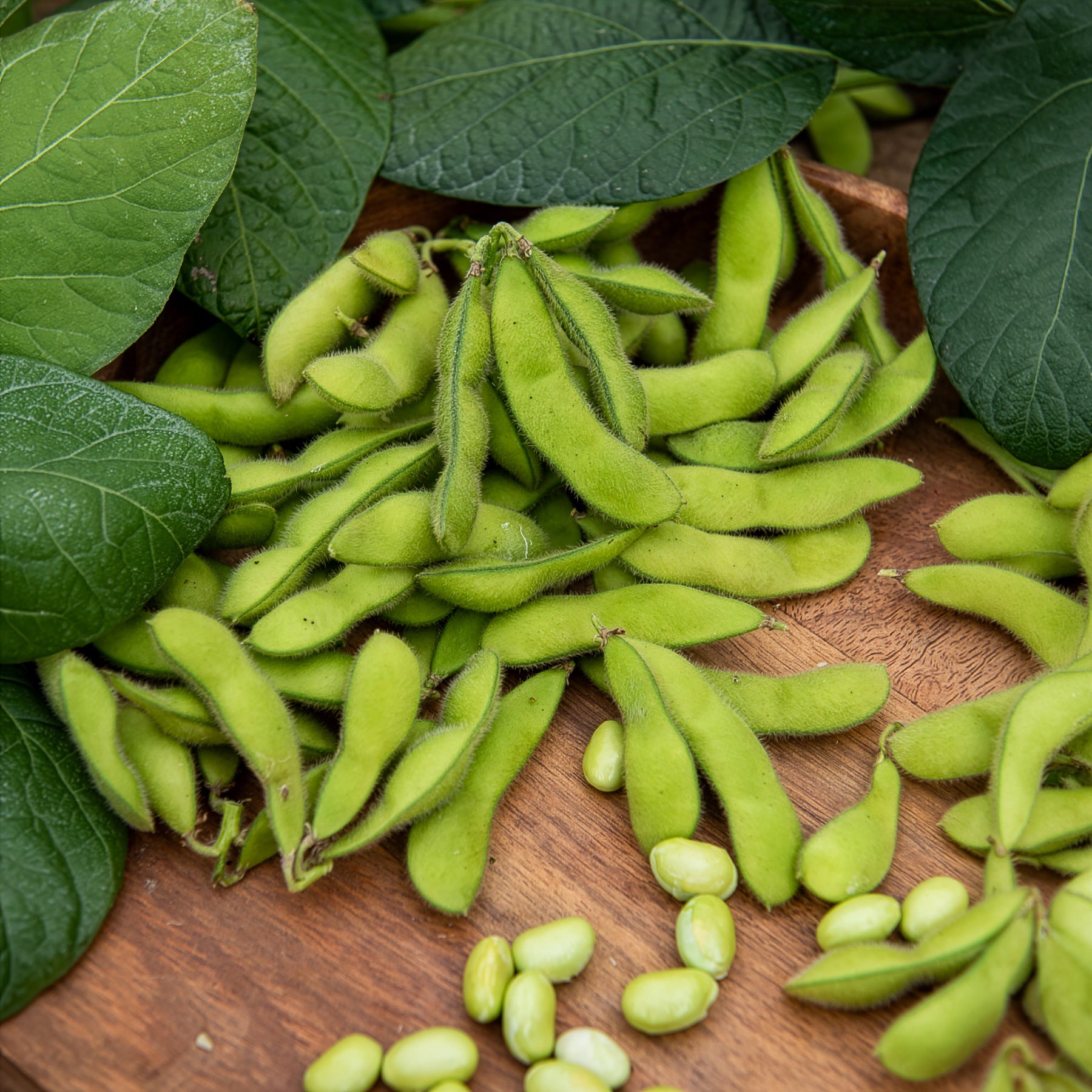 Sojabohne Fiskeby V Edamame - Bakker