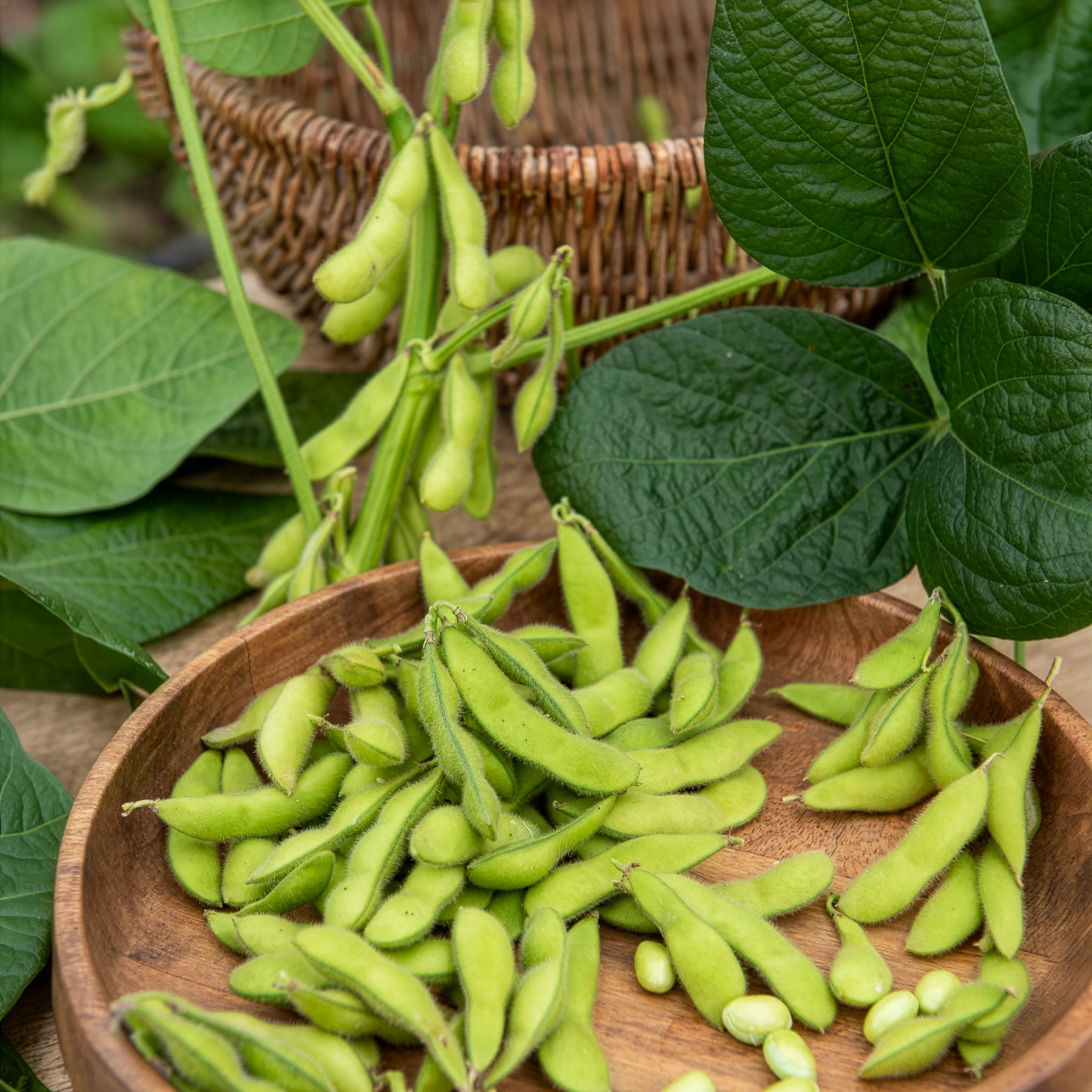 Sojabohne Fiskeby V Edamame - Glycine max - Bakker
