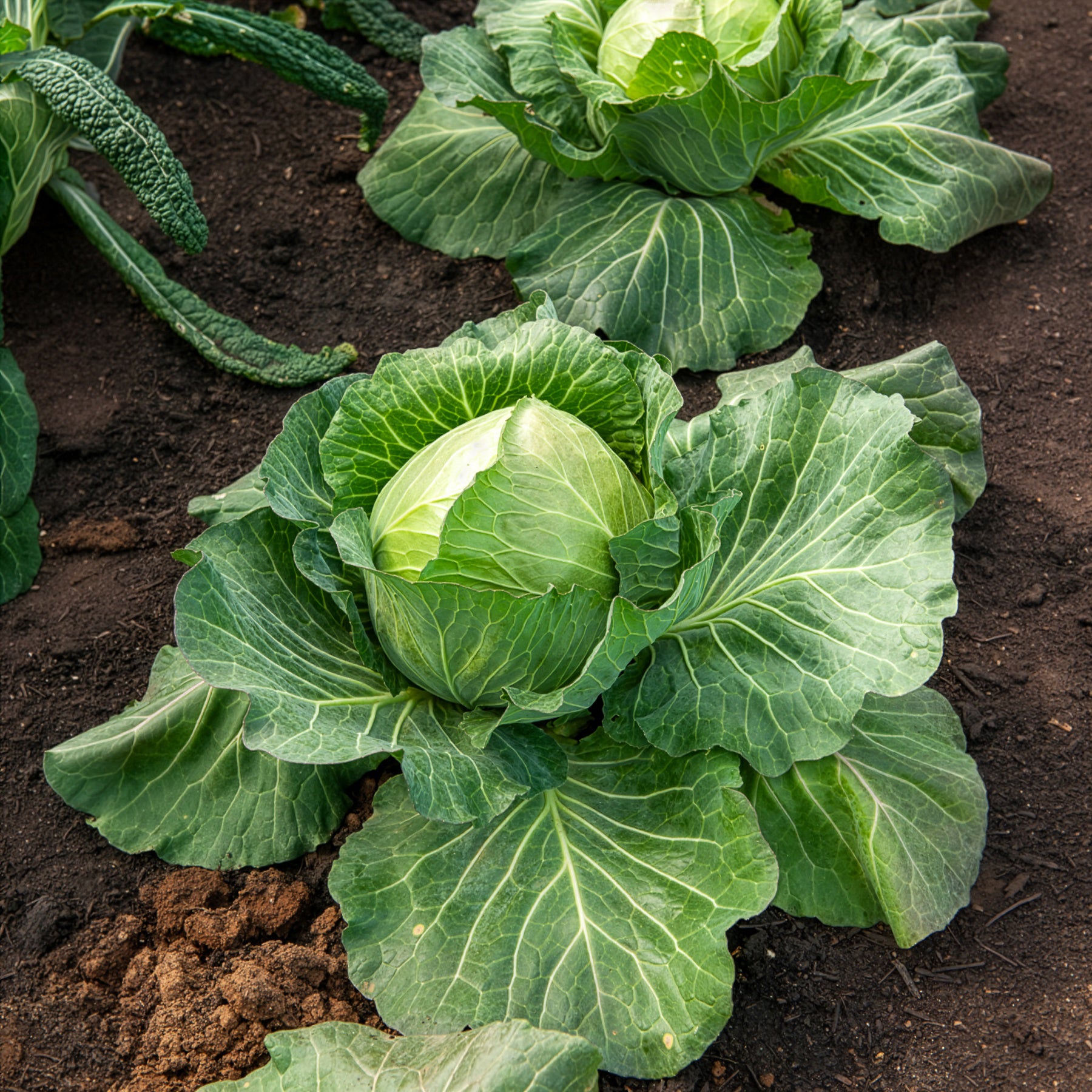 Weißkohl ‘De Brunswick’ - Brassica oleracea capitata de brunswick - Bakker