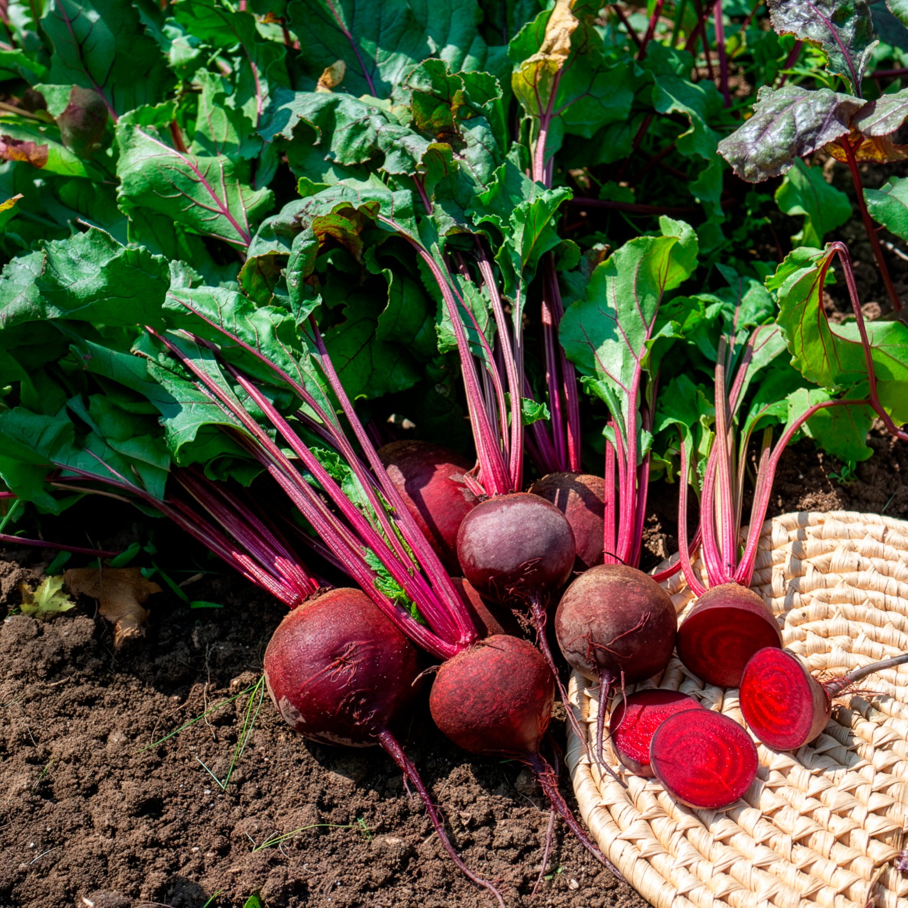 Rote Bete ‘Detroit 2’ Bio - Beta vulgaris de detroit 2 - storuman - Bakker