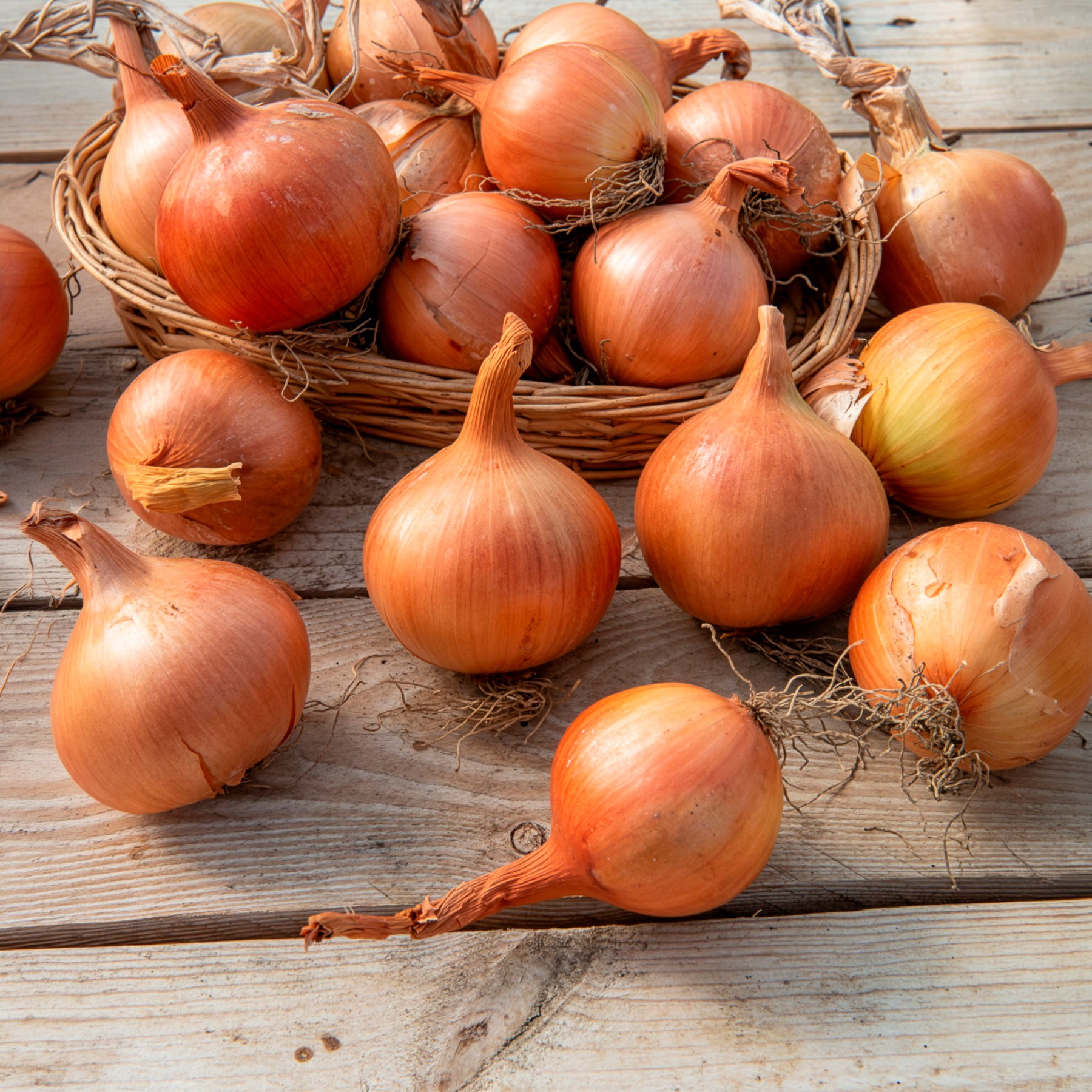 Allium cepa sturon - Gelbe Zwiebel Sturon Bio - Bio-Gemüse