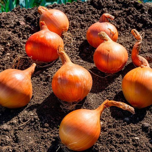 Gelbe Zwiebel Sturon Bio - Bakker