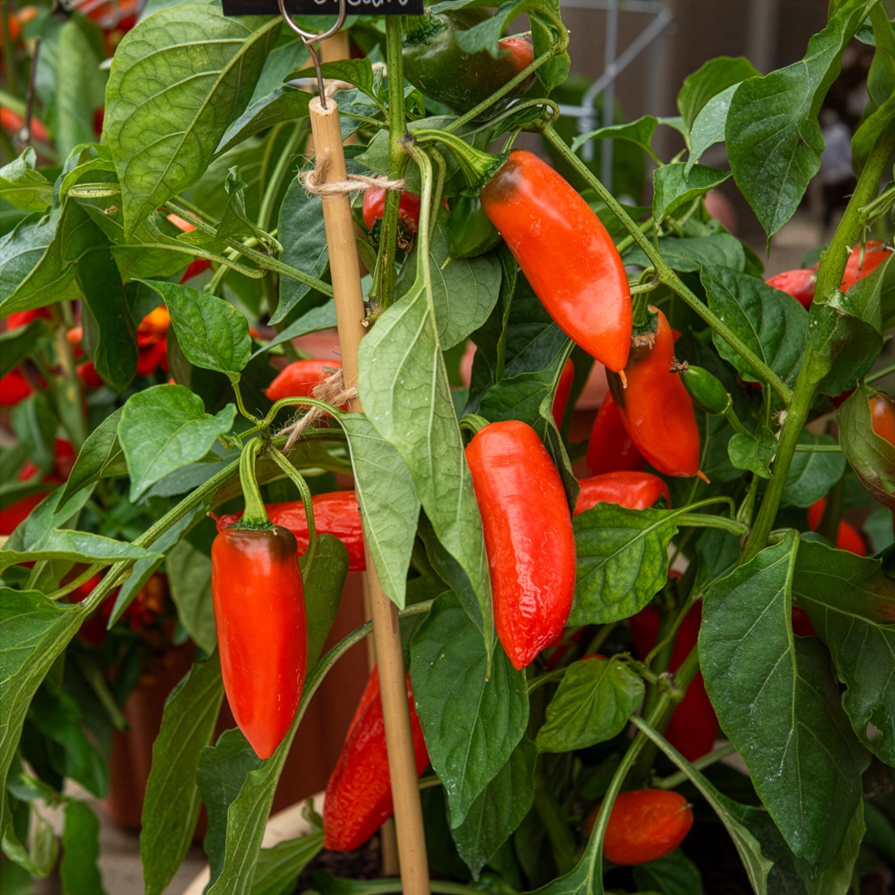 Topf-Paprika ‘Tangerine Dream’ F1 - Capsicum annuum tangerine dream f1 - Bakker