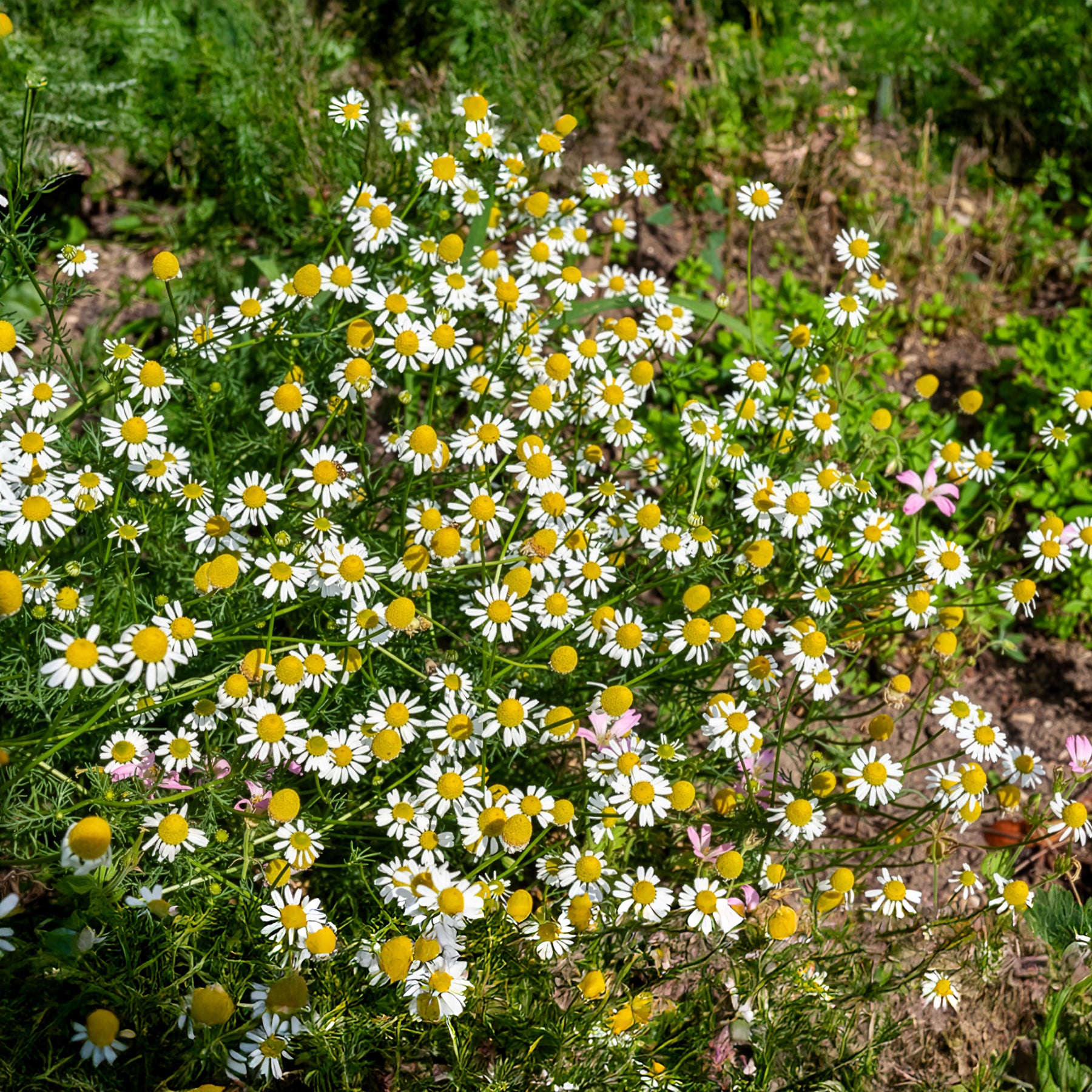Matricaria recutita - Deutsche Bio-Kamille - Samen für Blumenbeete und -ränder