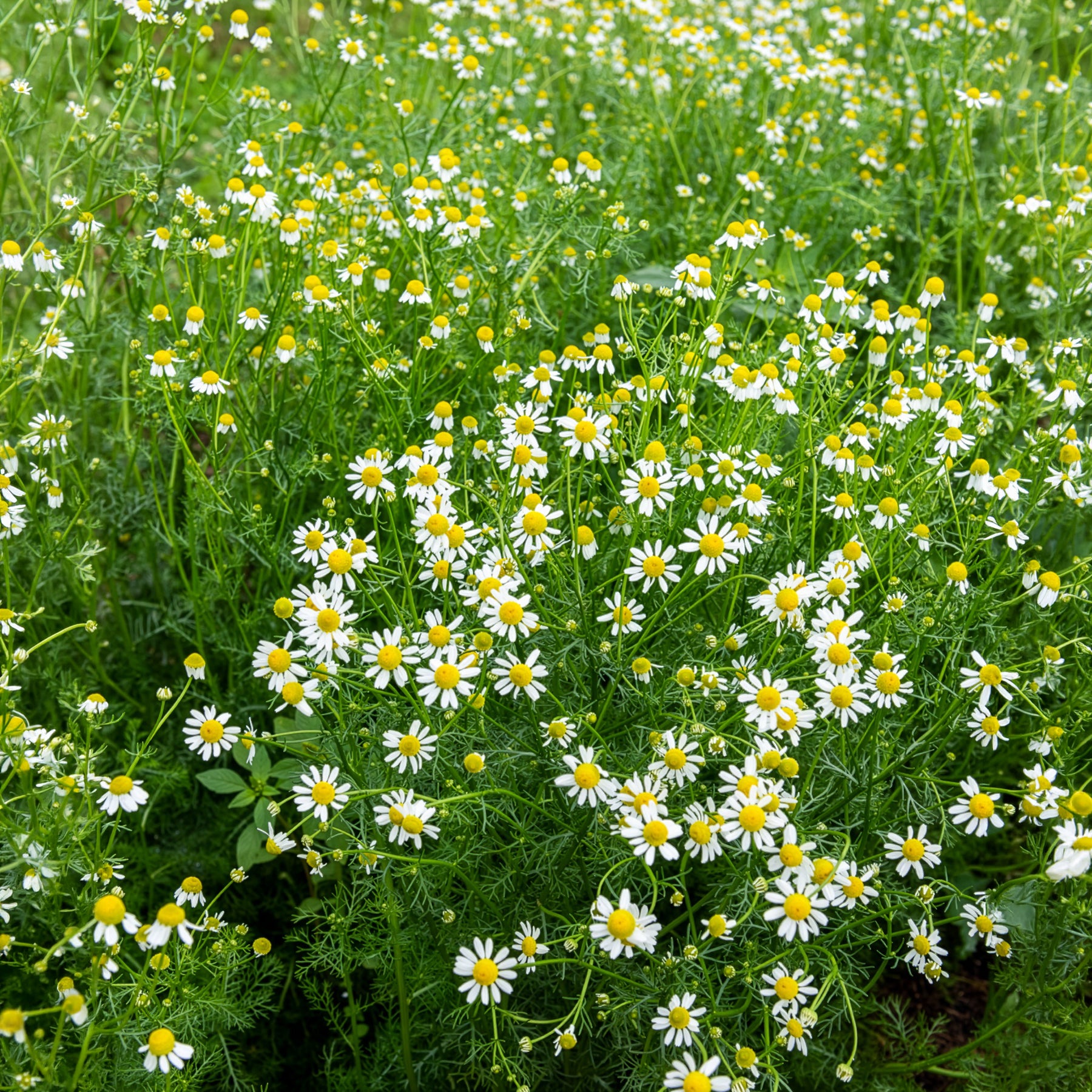 Samen für Blumenbeete und -ränder - Deutsche Bio-Kamille - Matricaria recutita