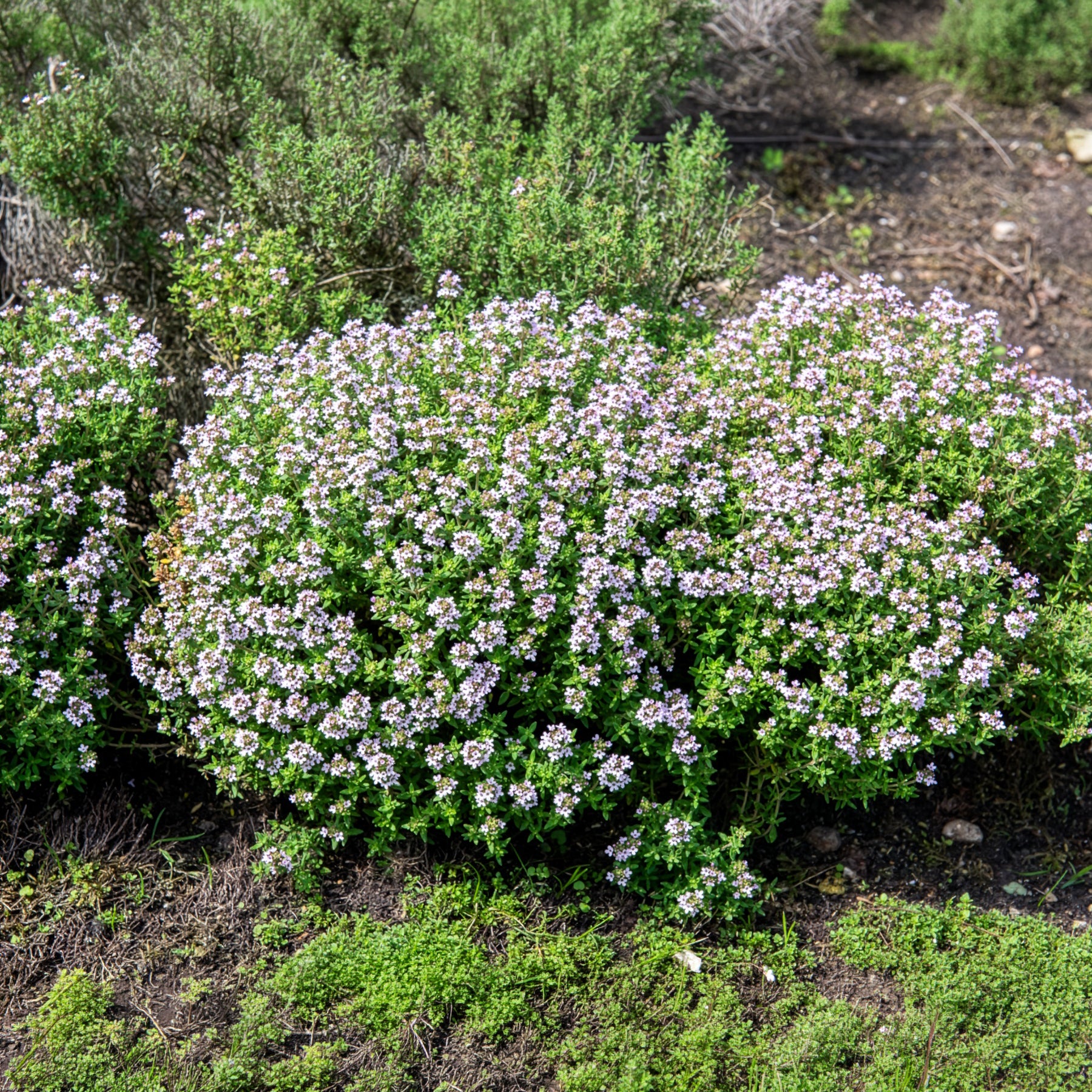 Thymus vulgaris - Winterthymian Bio - Thymian