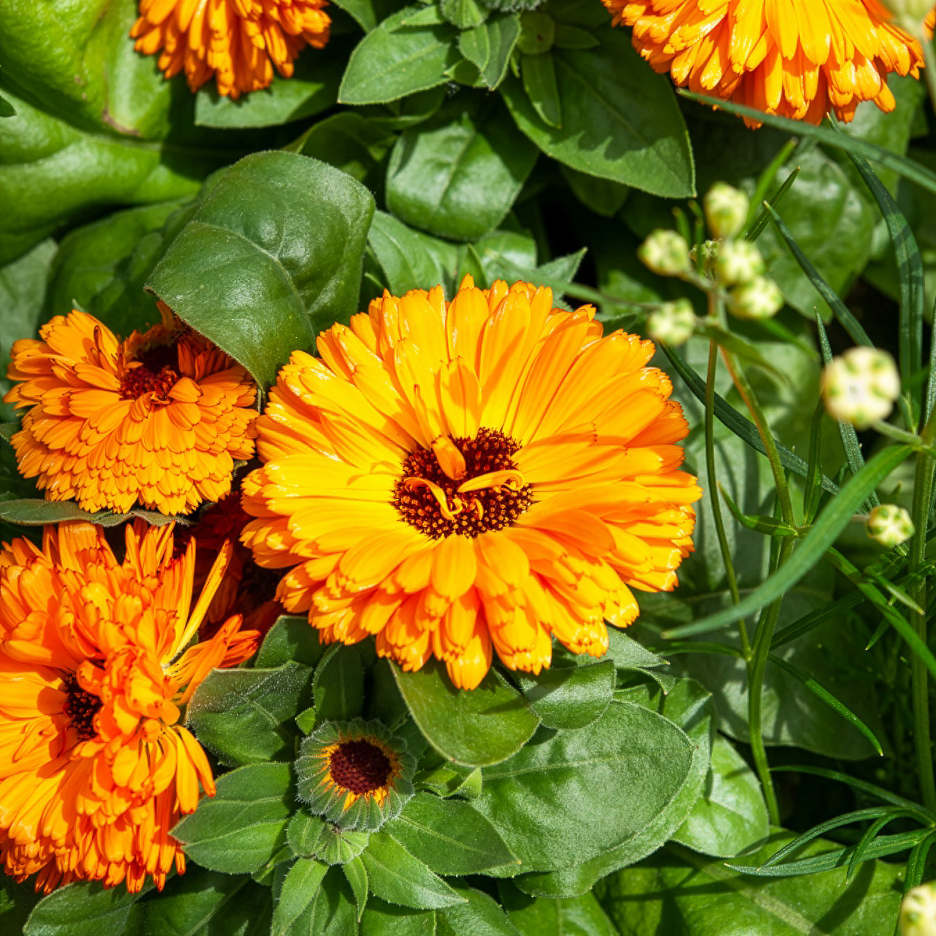 Ringelblume Orange Gitana - Calendula officinalis orange gitana - Bakker