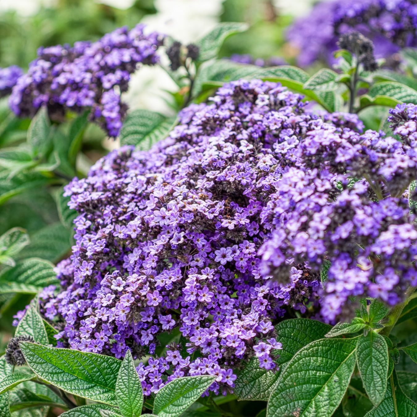 Heliotropium arborescens - Peruanischer Heliotrop Marine - Blumensamen