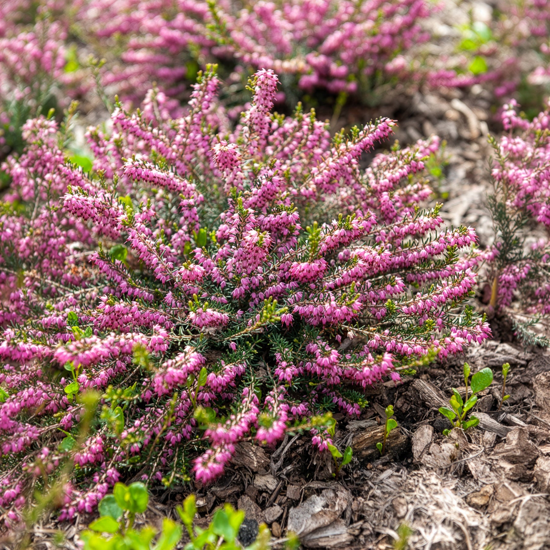Verkauf Winterheide Ghost Hills - Erica darleyensis ghost hills