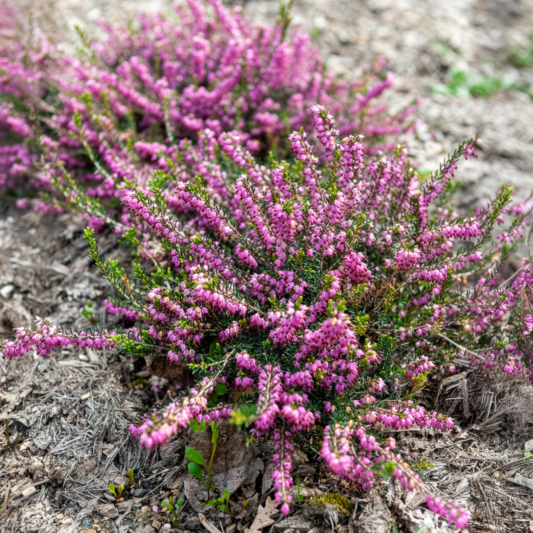 Winterheide Ghost Hills - Erica darleyensis ghost hills - Bakker