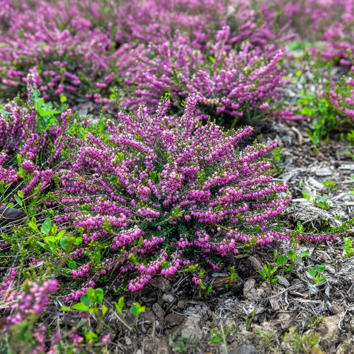 Blühende Stauden - Winterheide Ghost Hills - Erica darleyensis ghost hills
