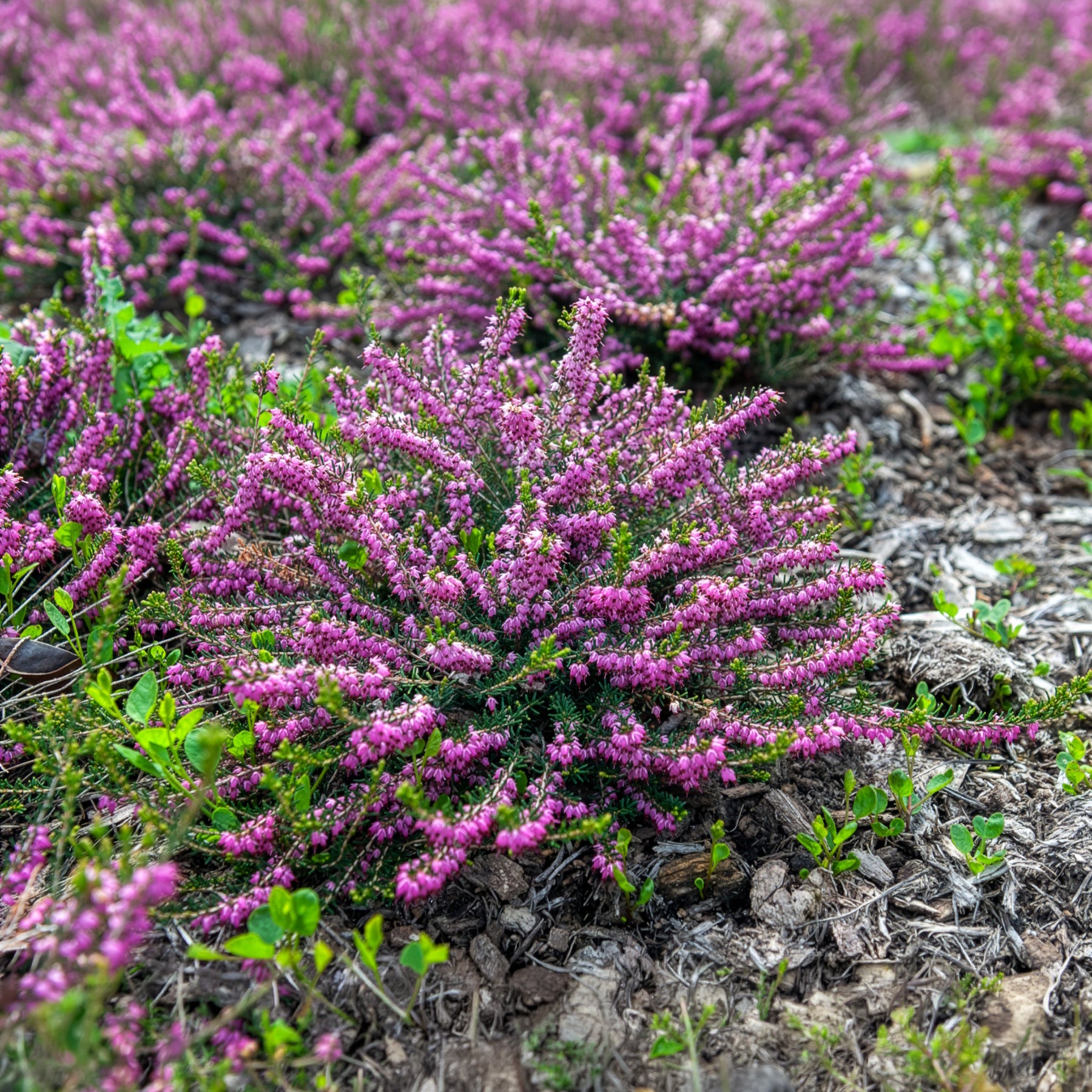 Blühende Stauden - Winterheide Ghost Hills - Erica darleyensis ghost hills