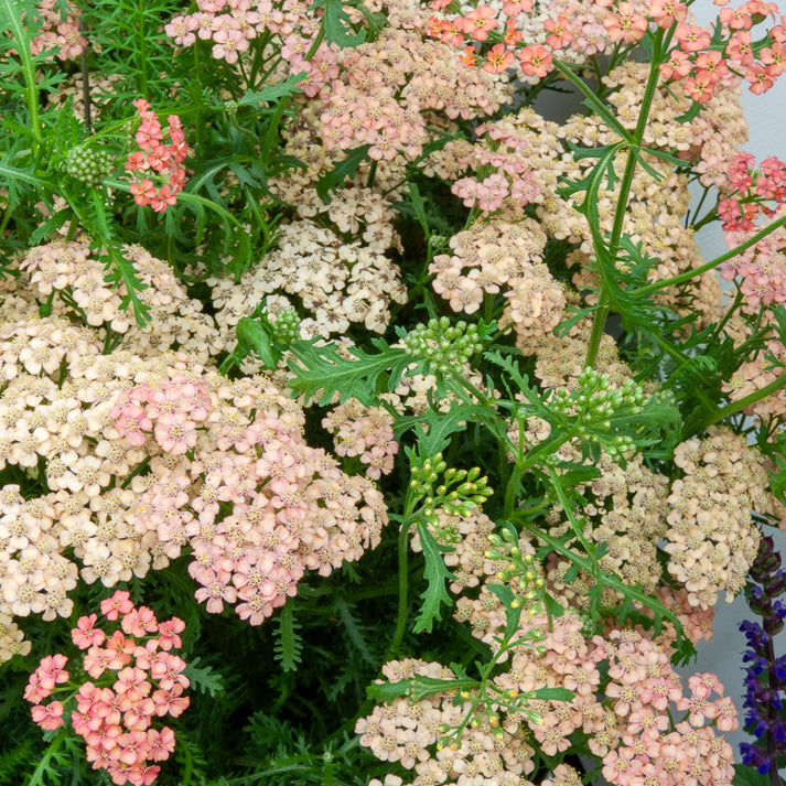 Achillea millefolium Apricot Delight - Schafgarbe ‘Apricot Delight’ - Schafgarbe