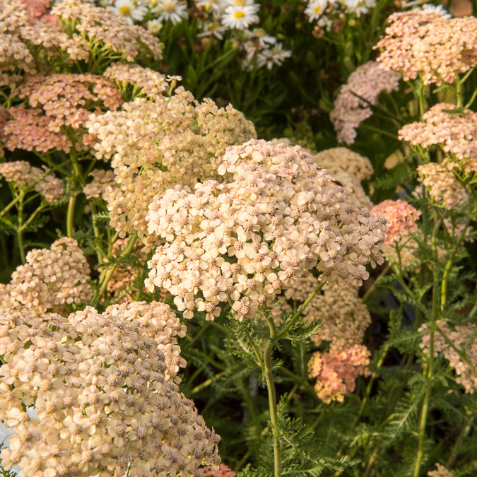 Schafgarbe Lachsschönheit - Achillea millefolium Lachsschönheit - Bakker