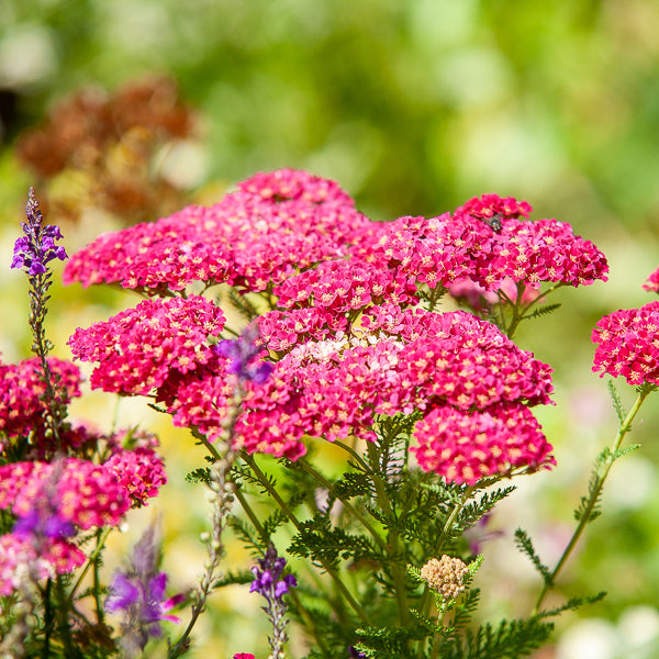 Verkauf Schafgarbe Paprika - Achillea millefolium Paprika