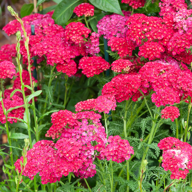 Schafgarbe Pomegranate - Bakker