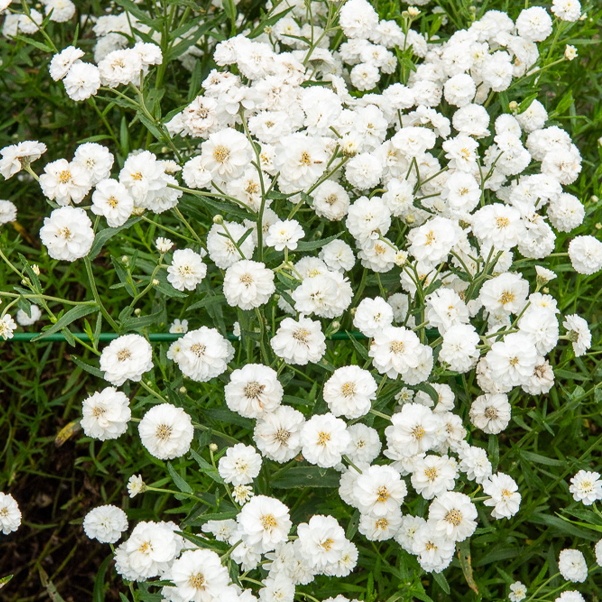 Schafgarbe The Pearl - Achillea ptarmica The Pearl - Bakker