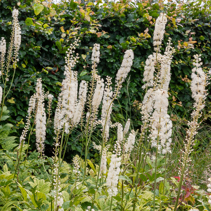 Actaea racemosa - Silberkerze - Silberkerze