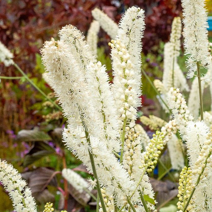 Silberkerze White Pearl - Actaea simplex white pearl - Bakker